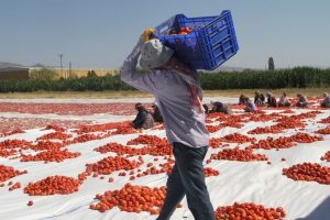 tarım işçisi çocuk